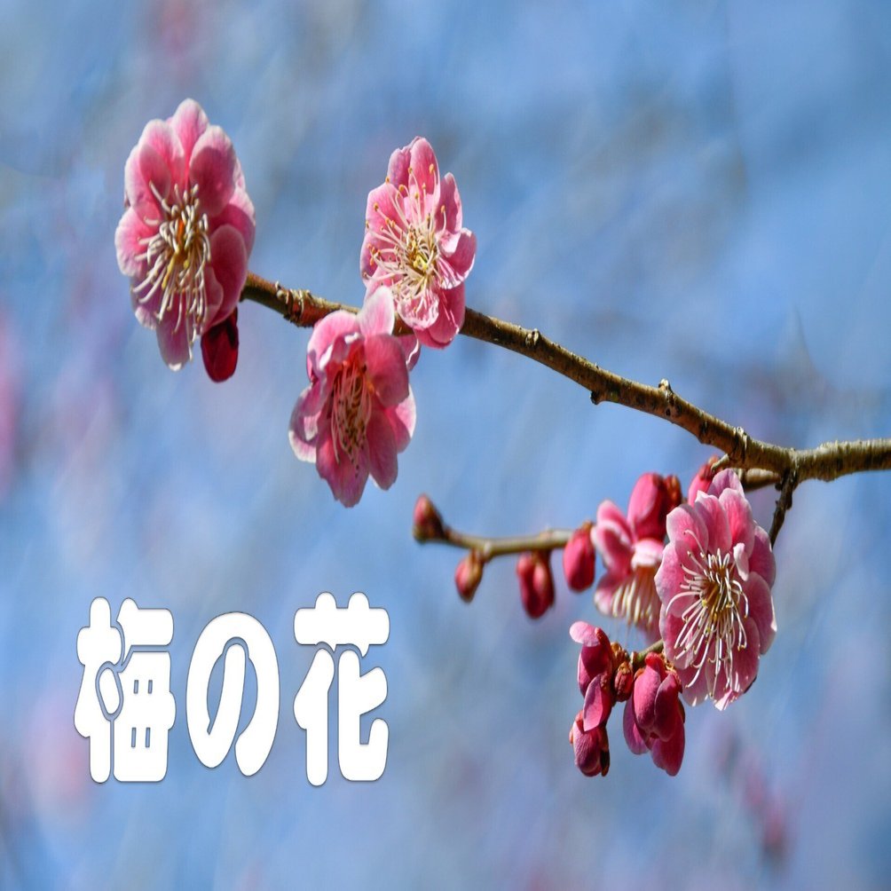 梅の花（写真）｜taka