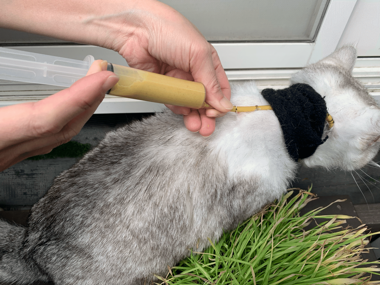 猫 食道チューブ給餌の作り方｜Muu｜note