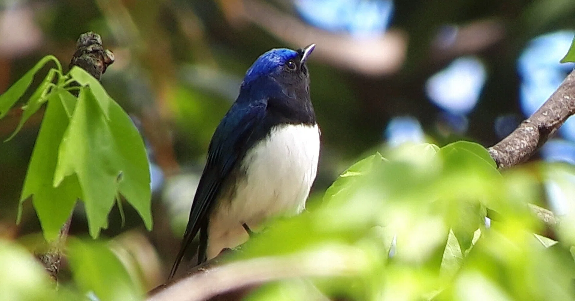 大阪】~鳥が教えてくれる、自然のいま~ 学んで、観て、深く知るバード