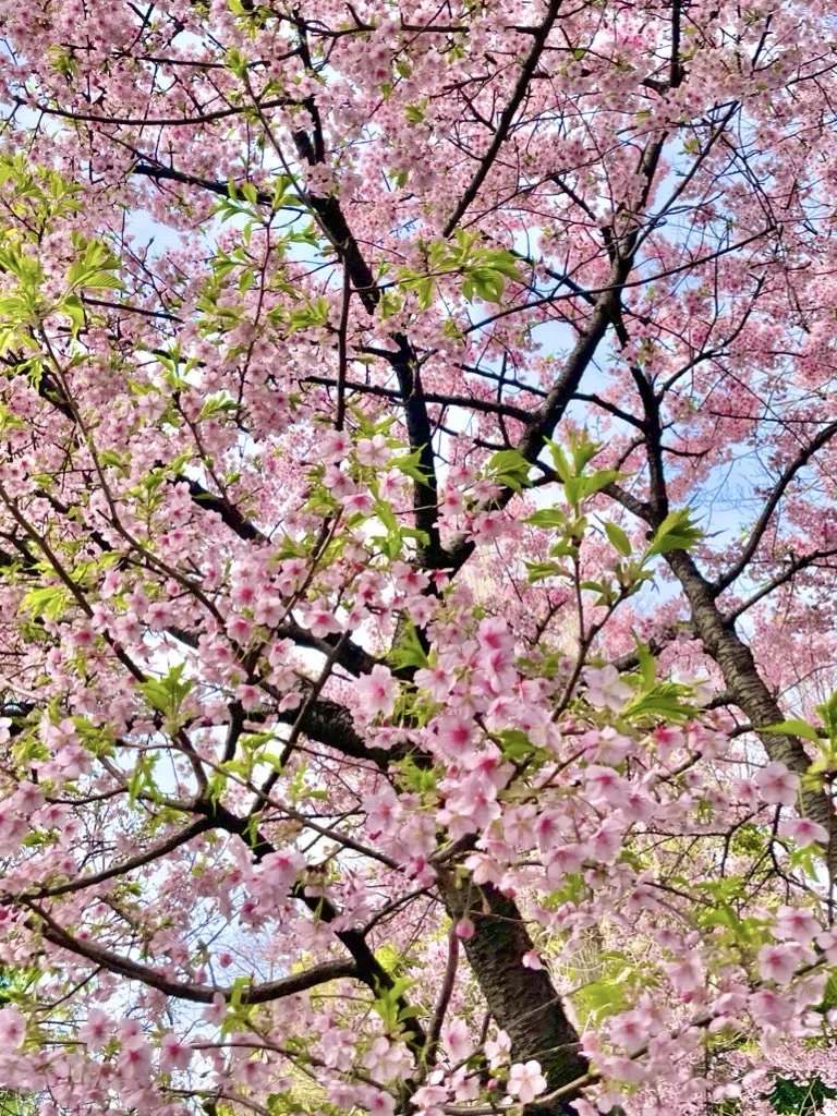 3月5日(木)に、2020年に発売した「おでかけシャンシャンマスコット(桜