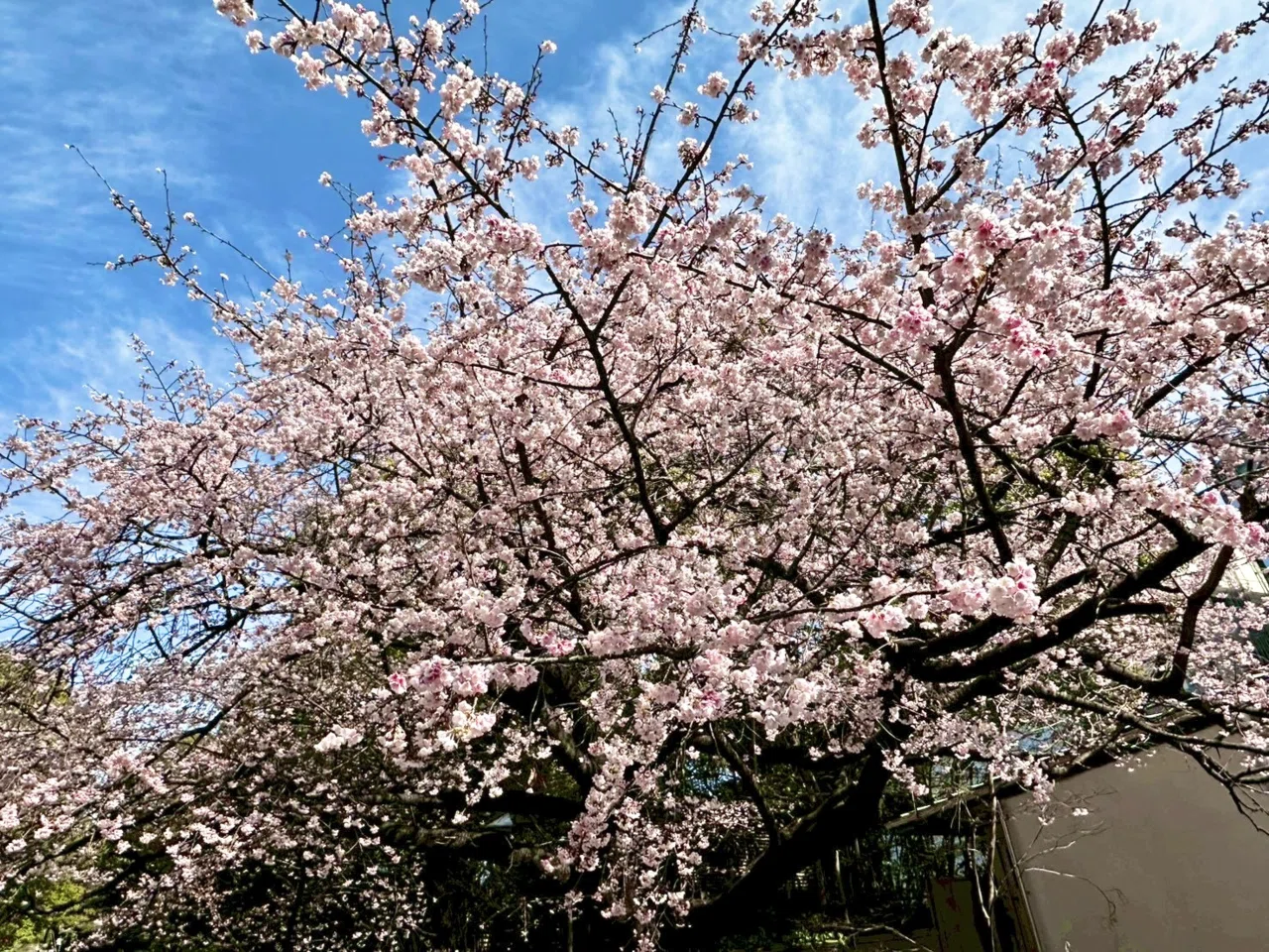 3月5日(木)に、2020年に発売した「おでかけシャンシャンマスコット(桜