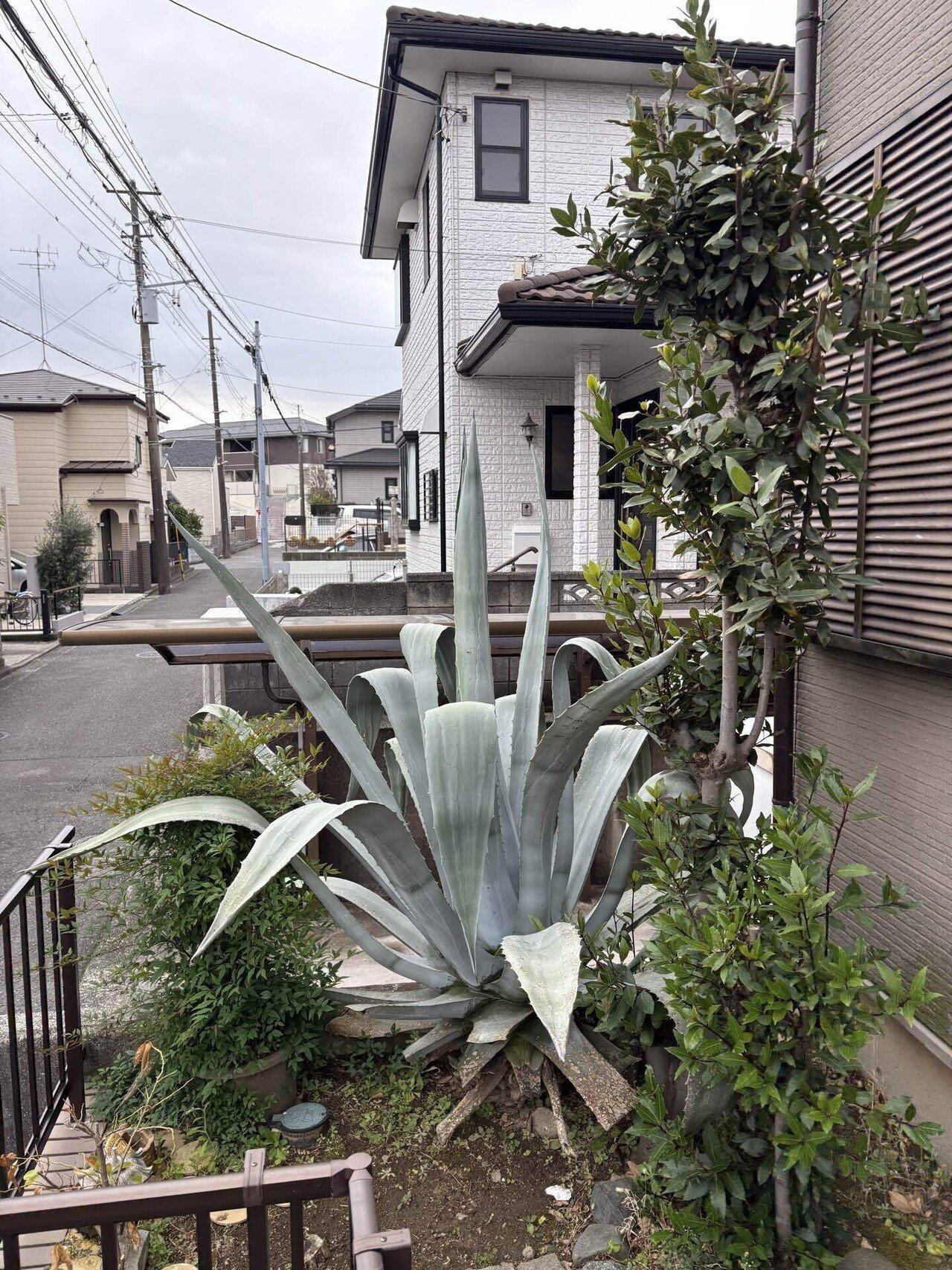 圧倒的な存在感 ― アガベ（リュウゼツラン）が主役のインパクトあるお