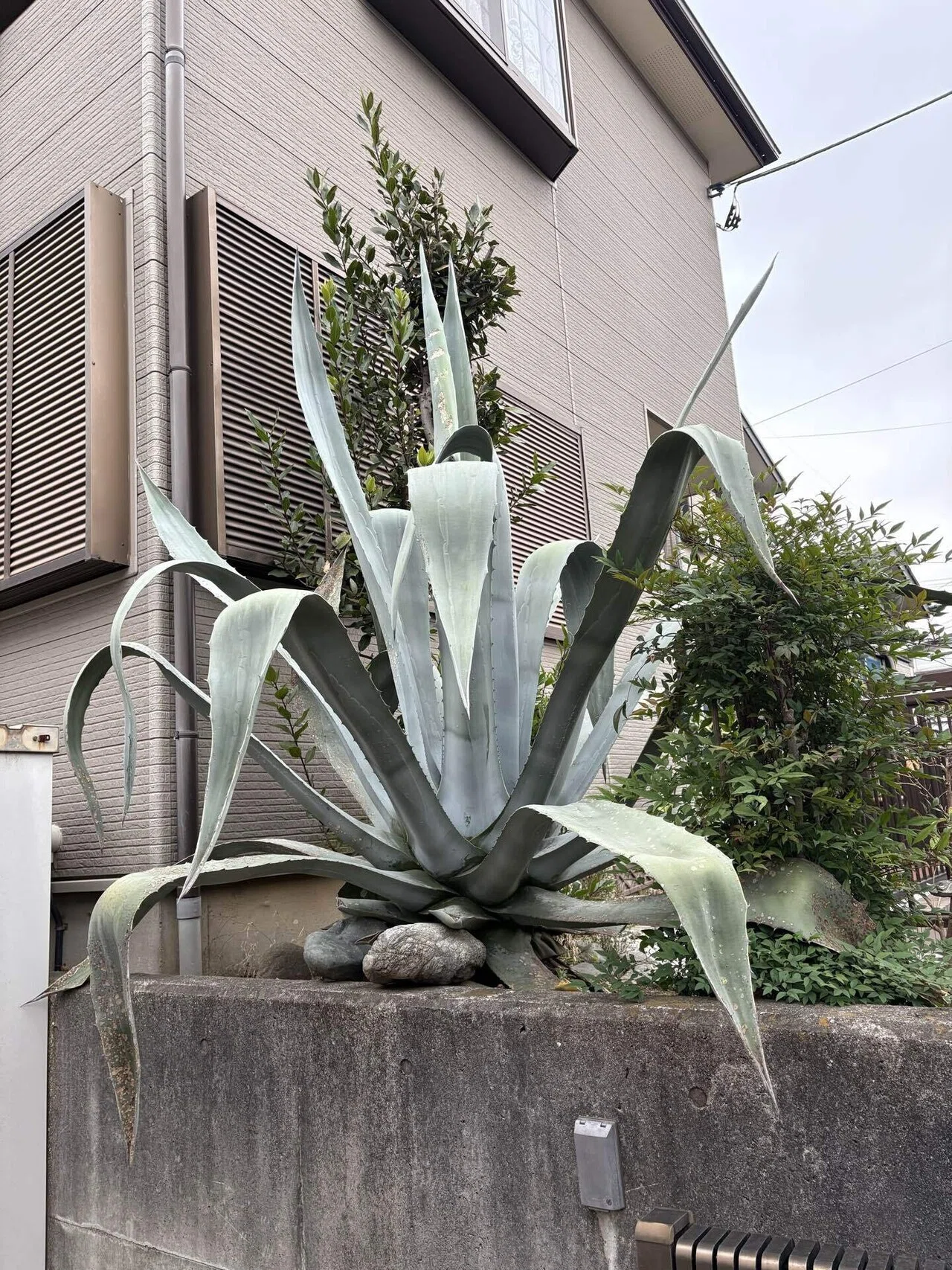圧倒的な存在感 ― アガベ（リュウゼツラン）が主役のインパクトあるお 