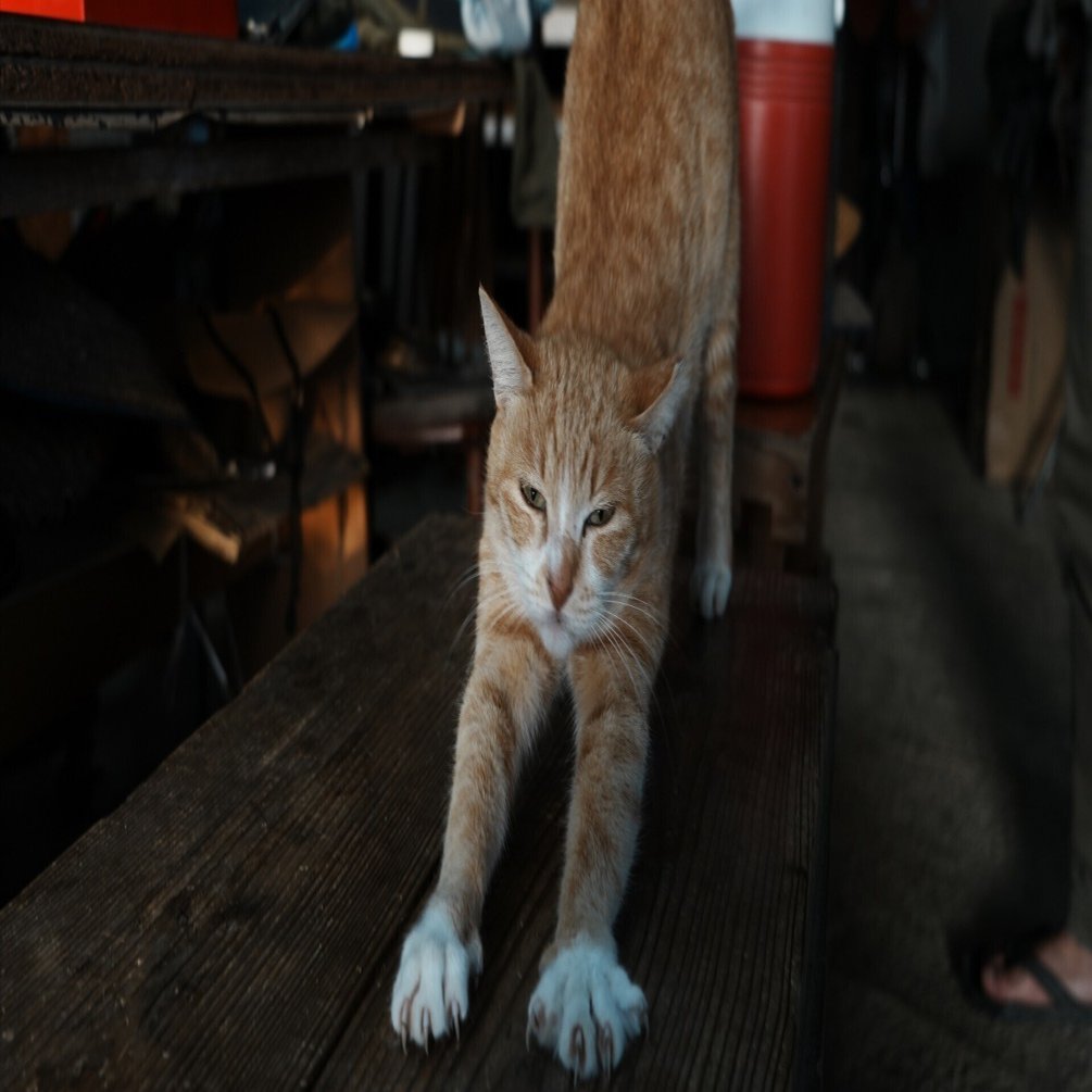 私はニャン太｜takana