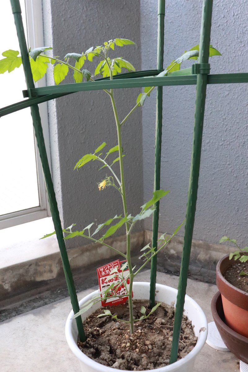 植物の観察日記 分かれた明暗 みずのつくる Note 植物の観察日記 分かれた明暗 みずのつくる Note