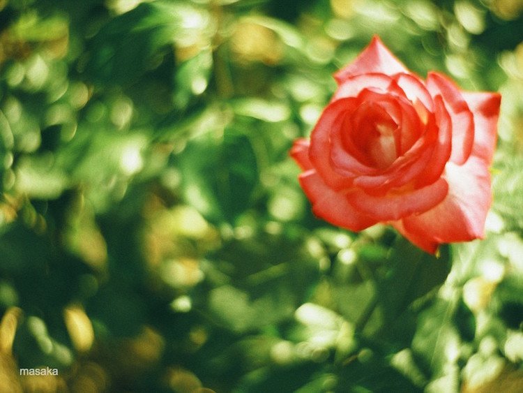 ＜サイズ＞1280 × 960　緑色に滲んだPetzvalレンズ特有のボケと、真紅の薔薇のコントラストが美しい一枚です。