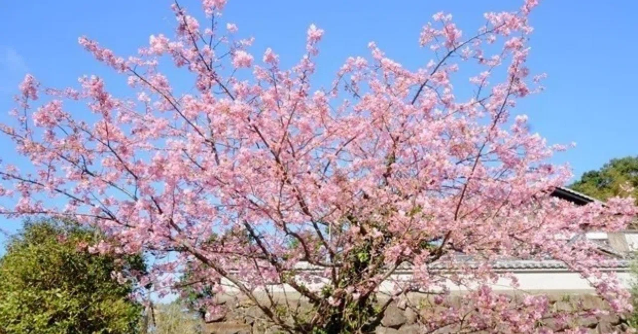 桜前線より先に届く、からだの“春”サインに気づいていますか｜菫月遊庵〜ふらり旅〜
