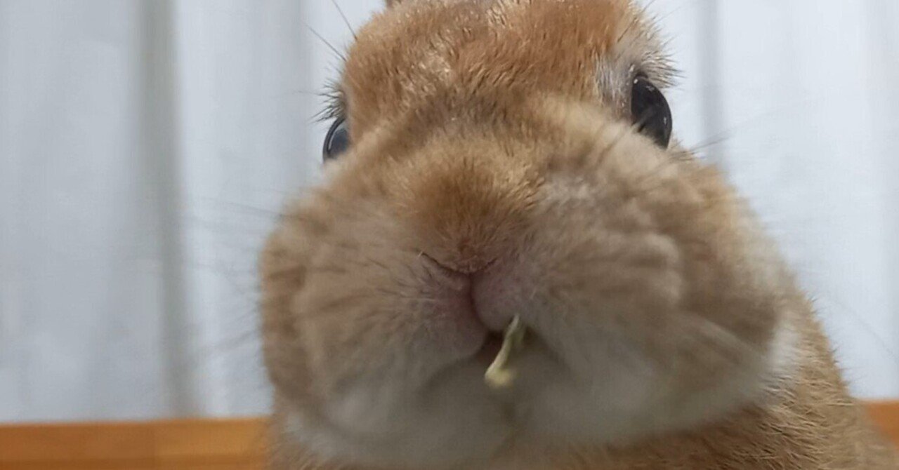 うさぎの時間にもどる｜うさぎカフェ