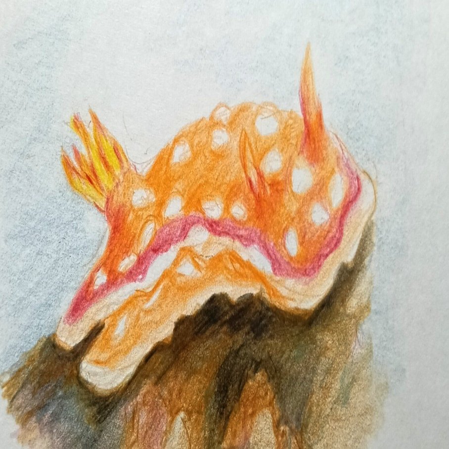 色鉛筆画0303｜エカレエリ@詩-絵-自主制作