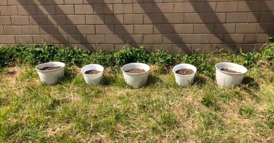 アナスタシア農法で種植えました ウツノミヤユウスケ Note