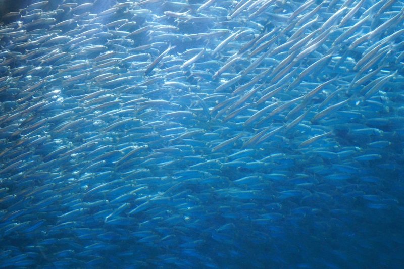 名古屋港水族館を120％楽しむ！大人の水族館ツアー～マイワシトルネードのバックヤード見学、水族館の楽しみ方講座、イルカショー見学まで9