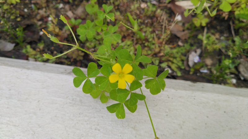 生活科 雑草図鑑 カタバミ編 Jun Note