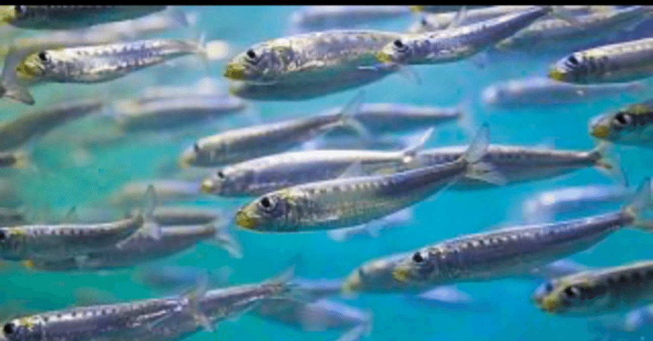 お魚の豆知識 イワシ編 ムロ 遊び人 そして料理人 Note お魚の豆知識 イワシ編 ムロ 遊び人 そして料理人 Note