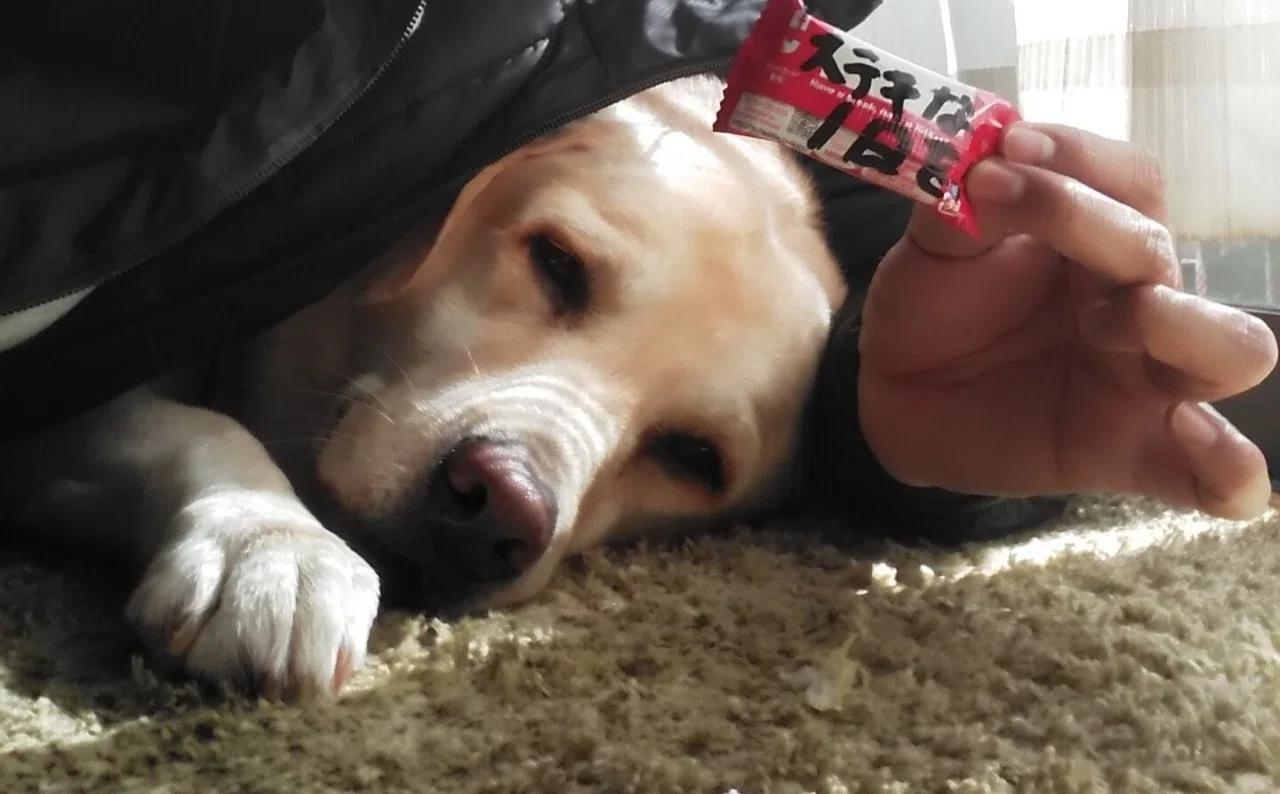俺の自己満足のためだけのnote 愛犬タロの写真集 笑 タロの助 Note