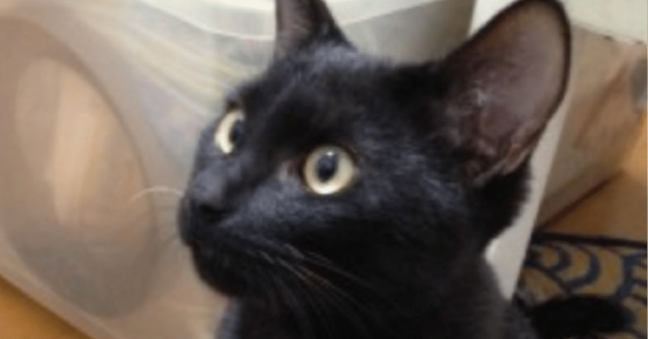 ペット探偵キャッツアイ【滋賀県大津市】迷子猫捜索事例｜脱走から8