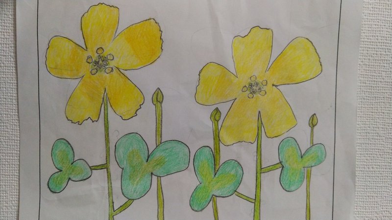 生活科 雑草図鑑 カタバミ編 Jun Note