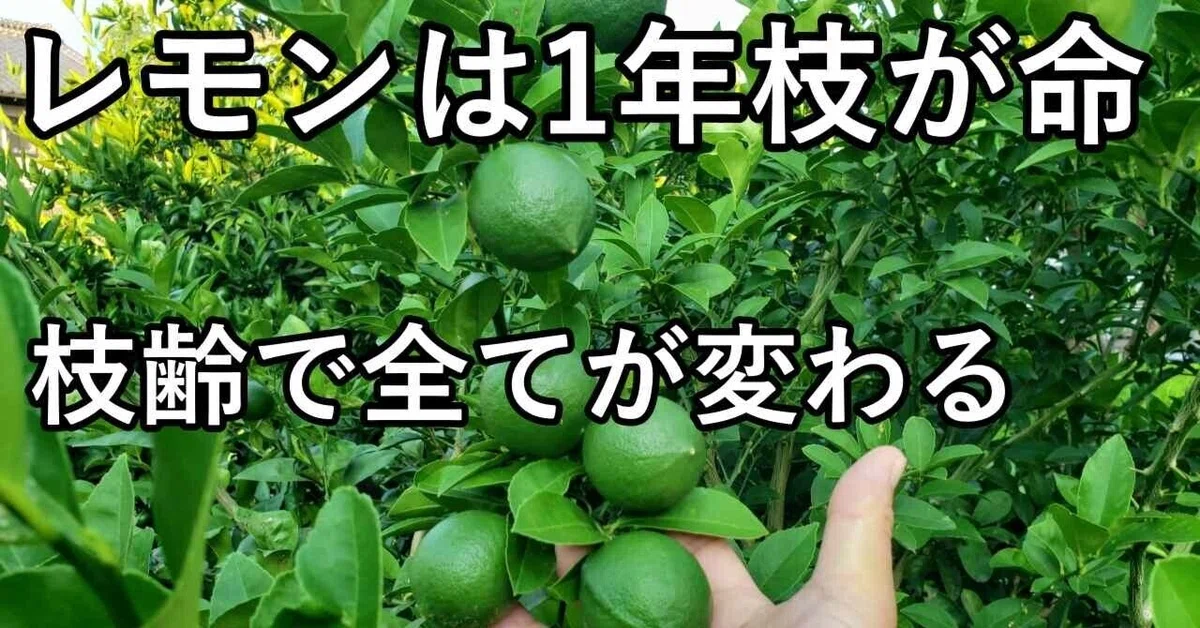 第6回｜枝齢（時間）で“未来の実”が読めるようになる｜ふかや村