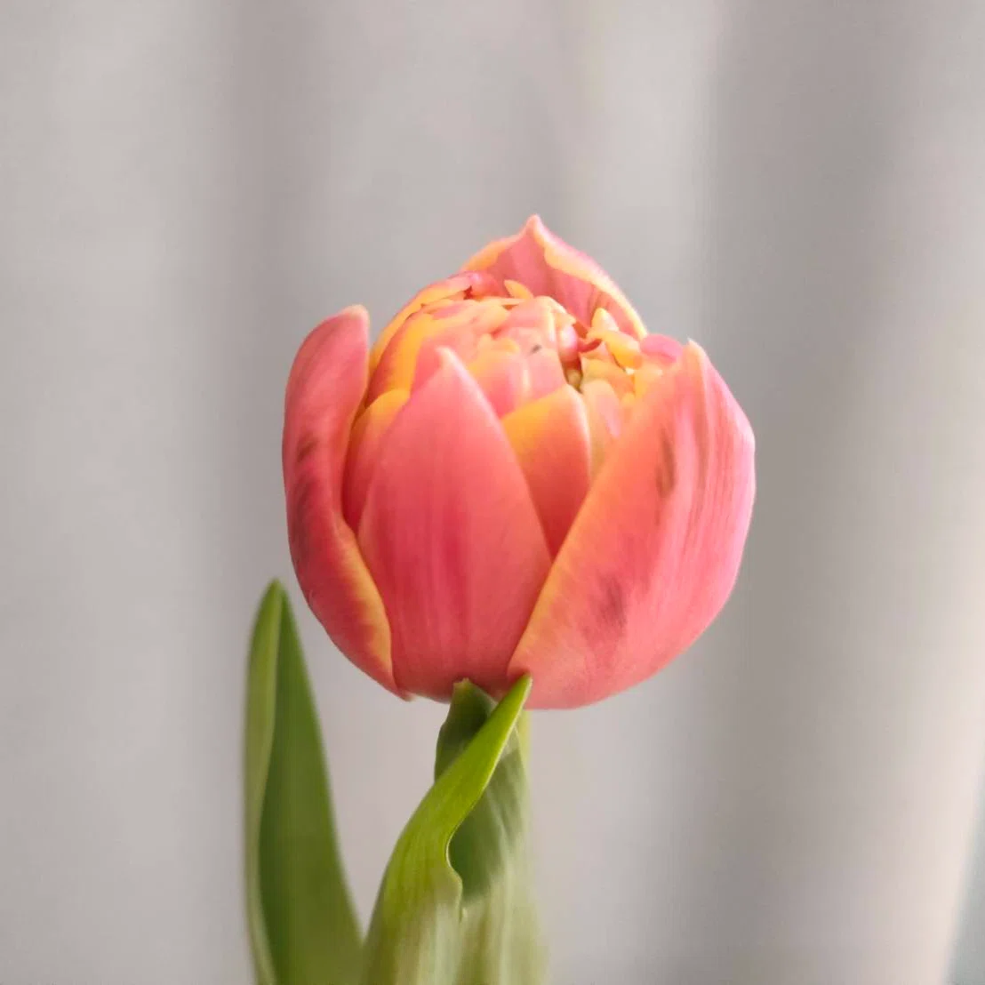チューリップ コロンブス｜seren1023