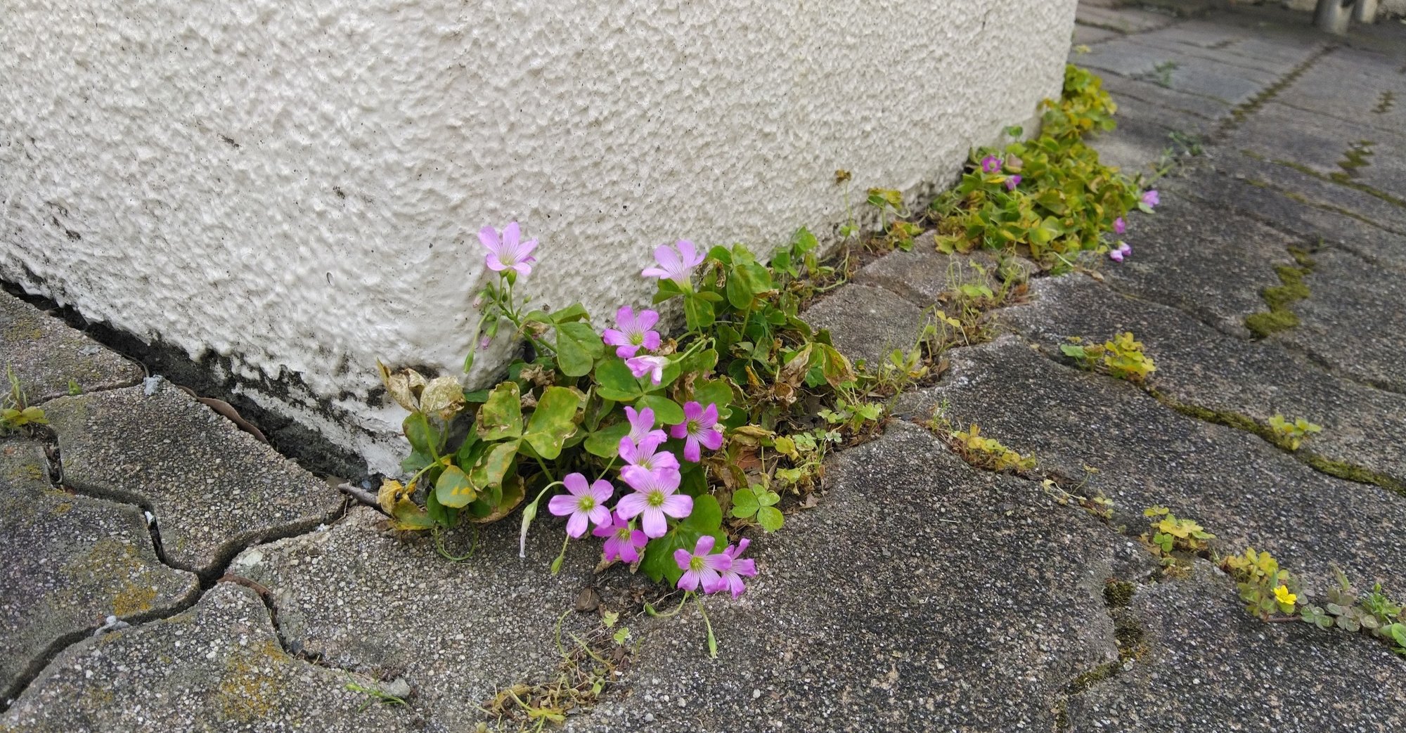生活科 雑草図鑑 ムラサキカタバミ編 Jun 子どもの 居場所 をつくる先生 Note 生活科 雑草図鑑 ムラサキカタバミ編 Jun 子どもの 居場所 をつくる先生 Note