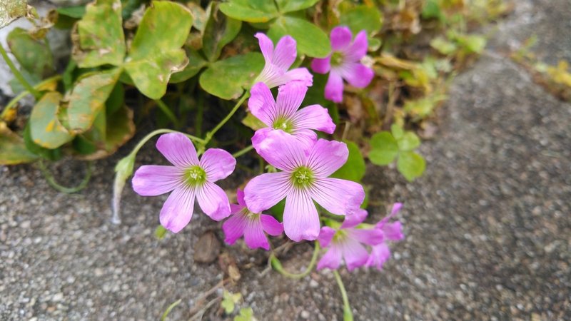 生活科 雑草図鑑 ムラサキカタバミ編 Jun Note