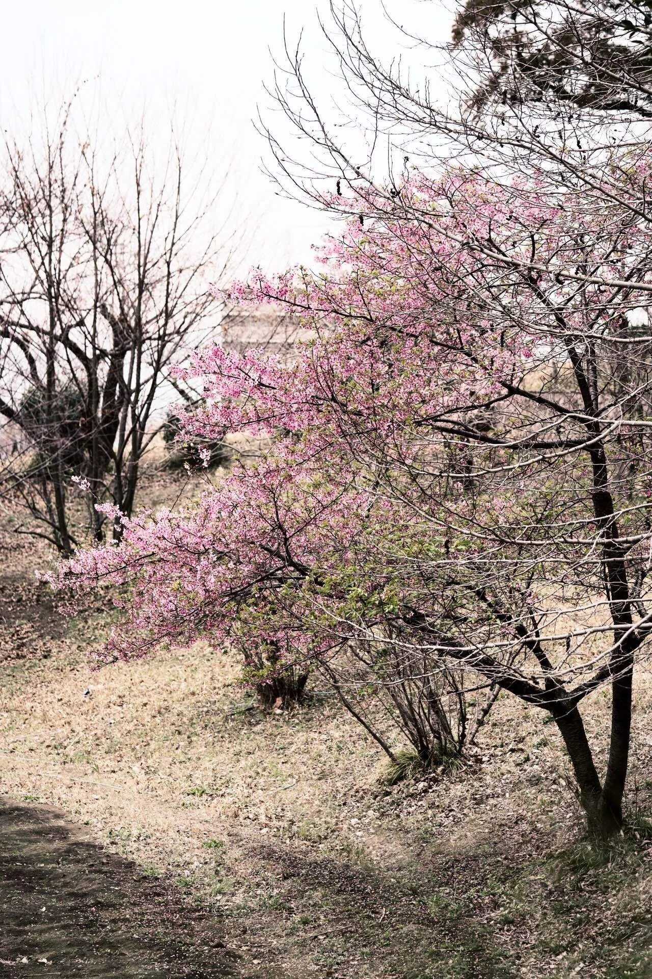 一番近い座間谷戸山公園の河津桜を見に行くのを忘れてた｜sasa33