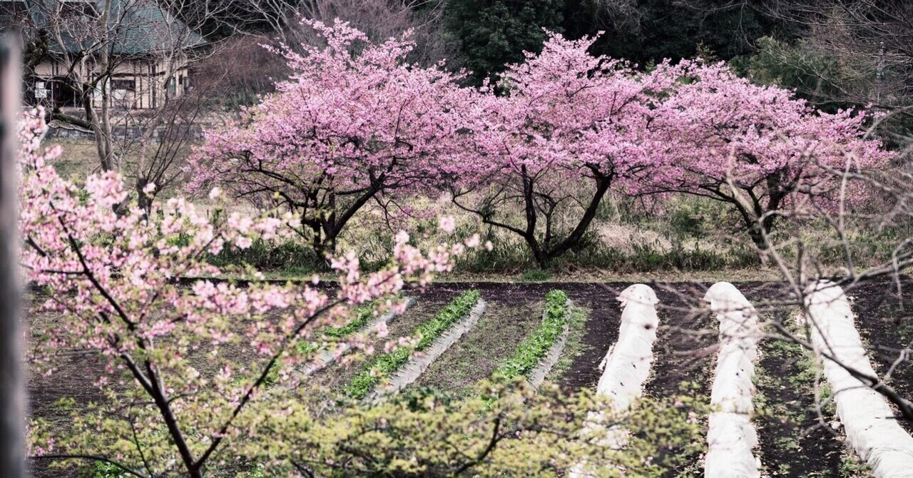 一番近い座間谷戸山公園の河津桜を見に行くのを忘れてた｜sasa33