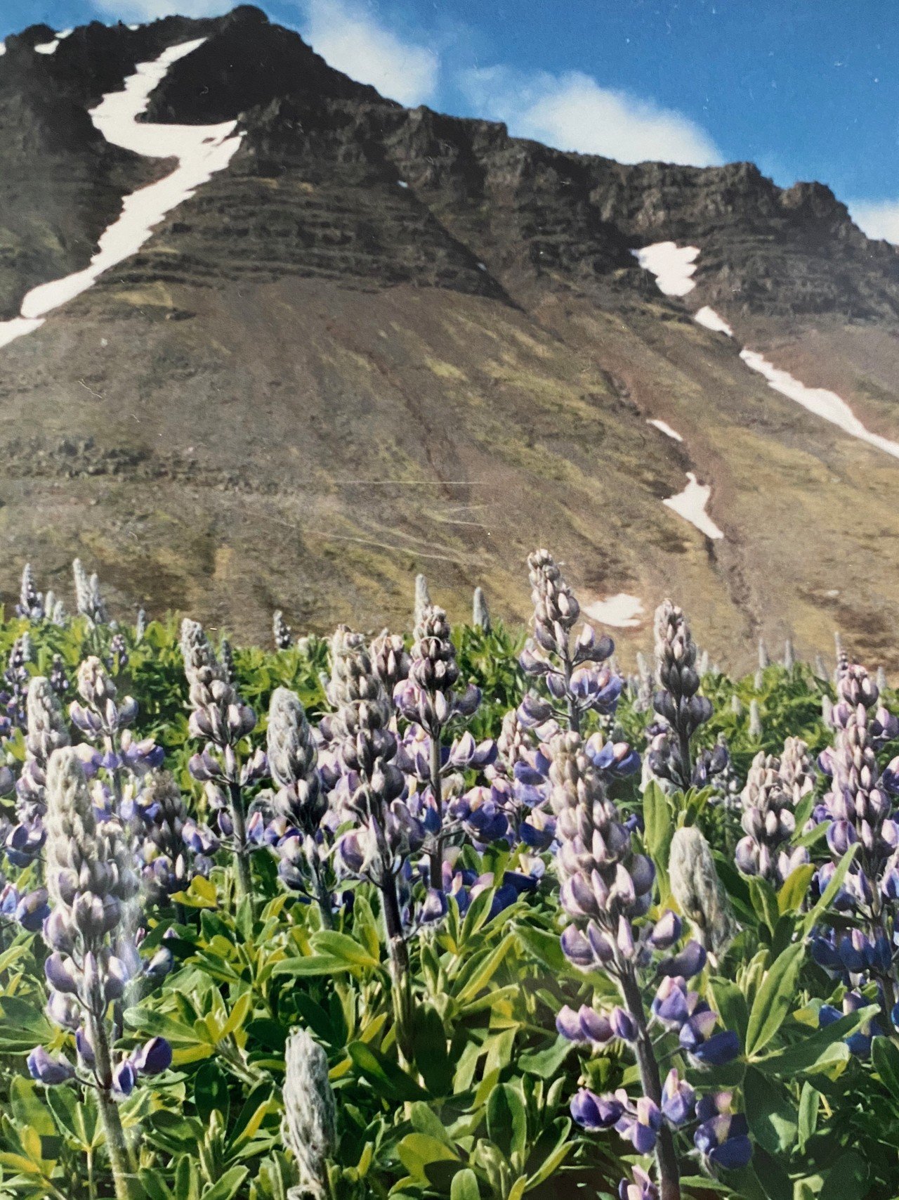 北へは一人で行くもんじゃない。アイスランド。｜タケチヒロミ