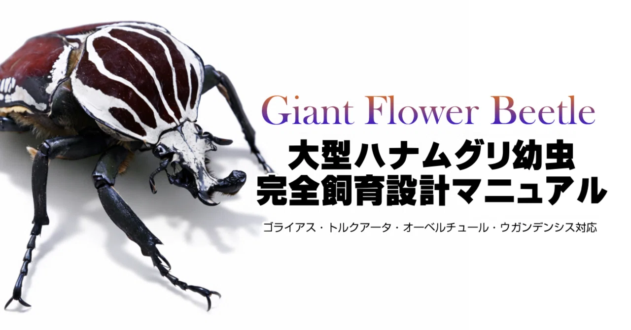 完全版】大型ハナムグリ幼虫の飼育方法｜ゴライアス・オーベルチュール