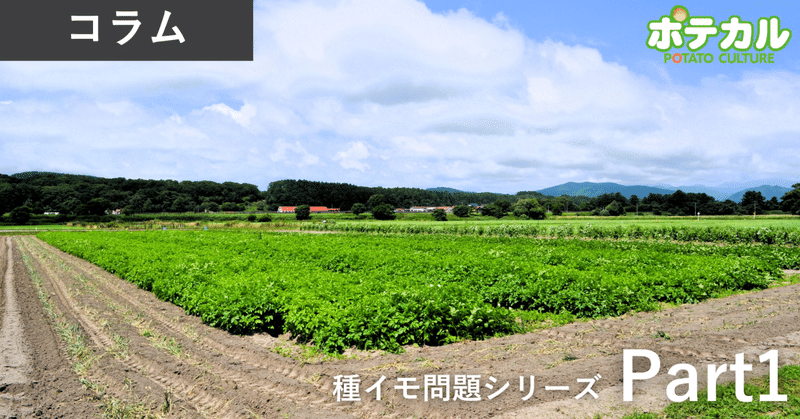 新品種による国産振興には種イモの確保が必須