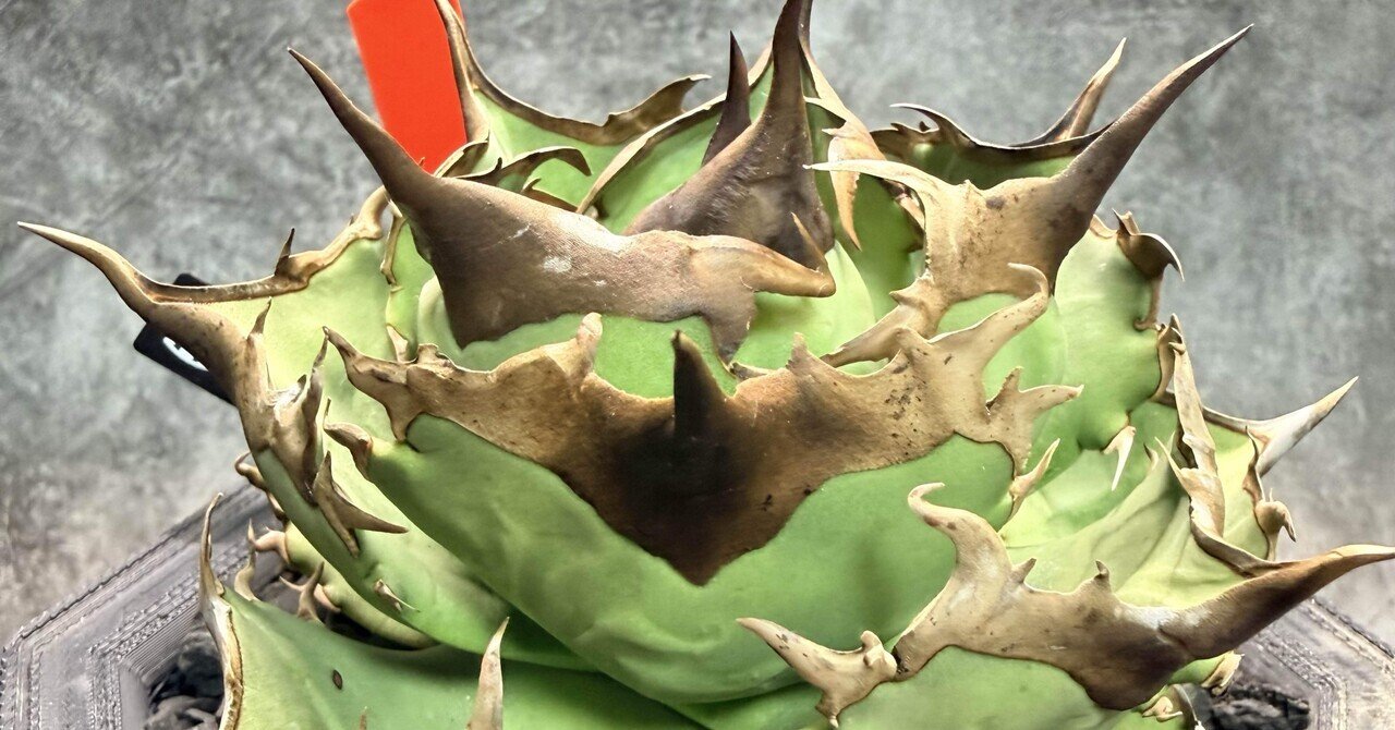 キングアーサー / 亞瑟王（King Arthur）、Dennis 040、ランスロット