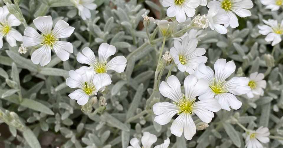 ベランダの初夏の花たち 切ったら若返るっていいなぁ 栄養もあげよう 国吉純 Note