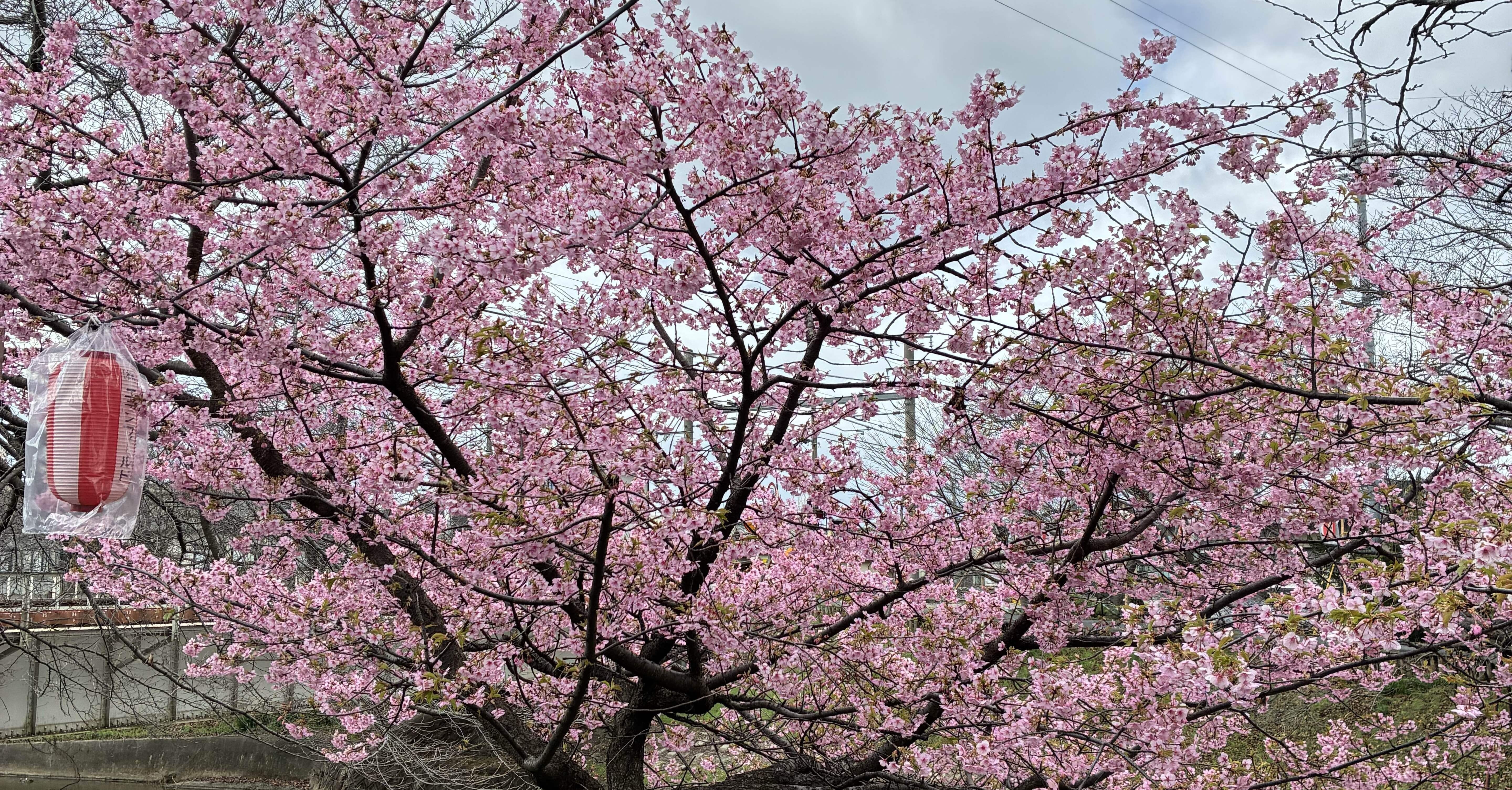 今日は南円堂〜佐保川｜shiro
