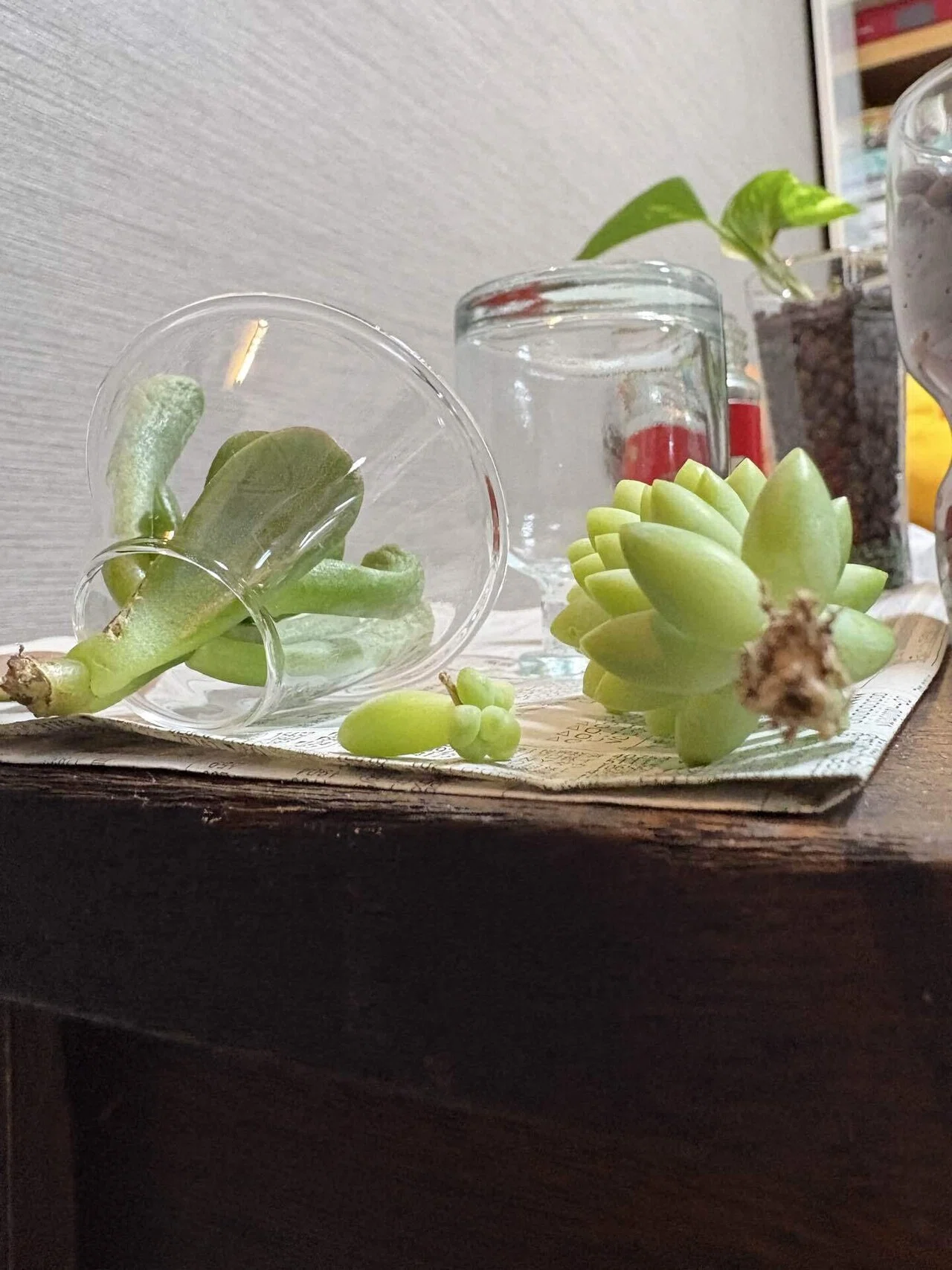多肉植物】ダイソー多肉と格闘中。3週間後の姿に落ち着かない