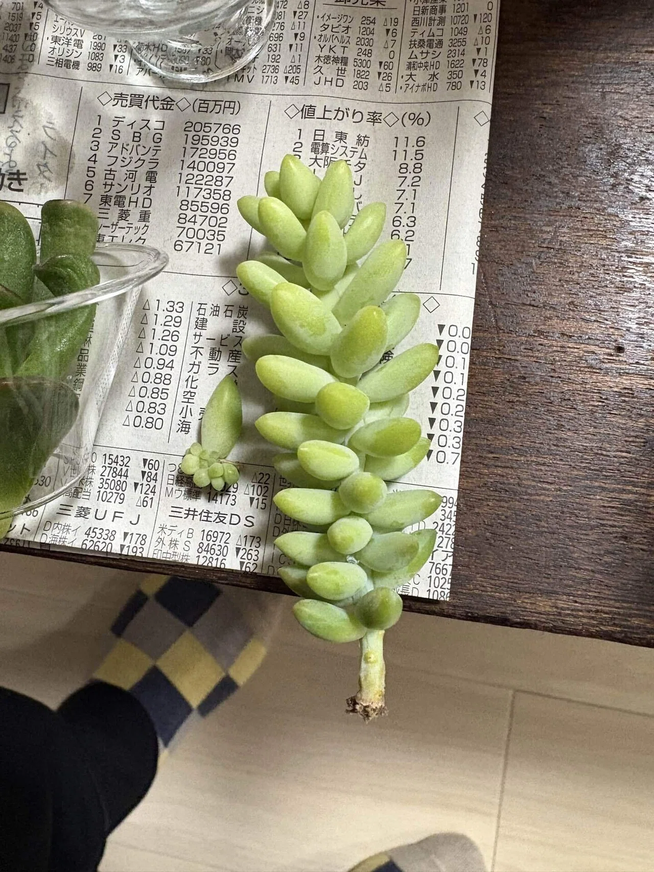 Top【選抜株】多肉植物　360532ジェイドルイ　49個　鉢無し/脱土 多肉植物】ダイソー多肉と格闘中。3週間後の姿に落ち着かない