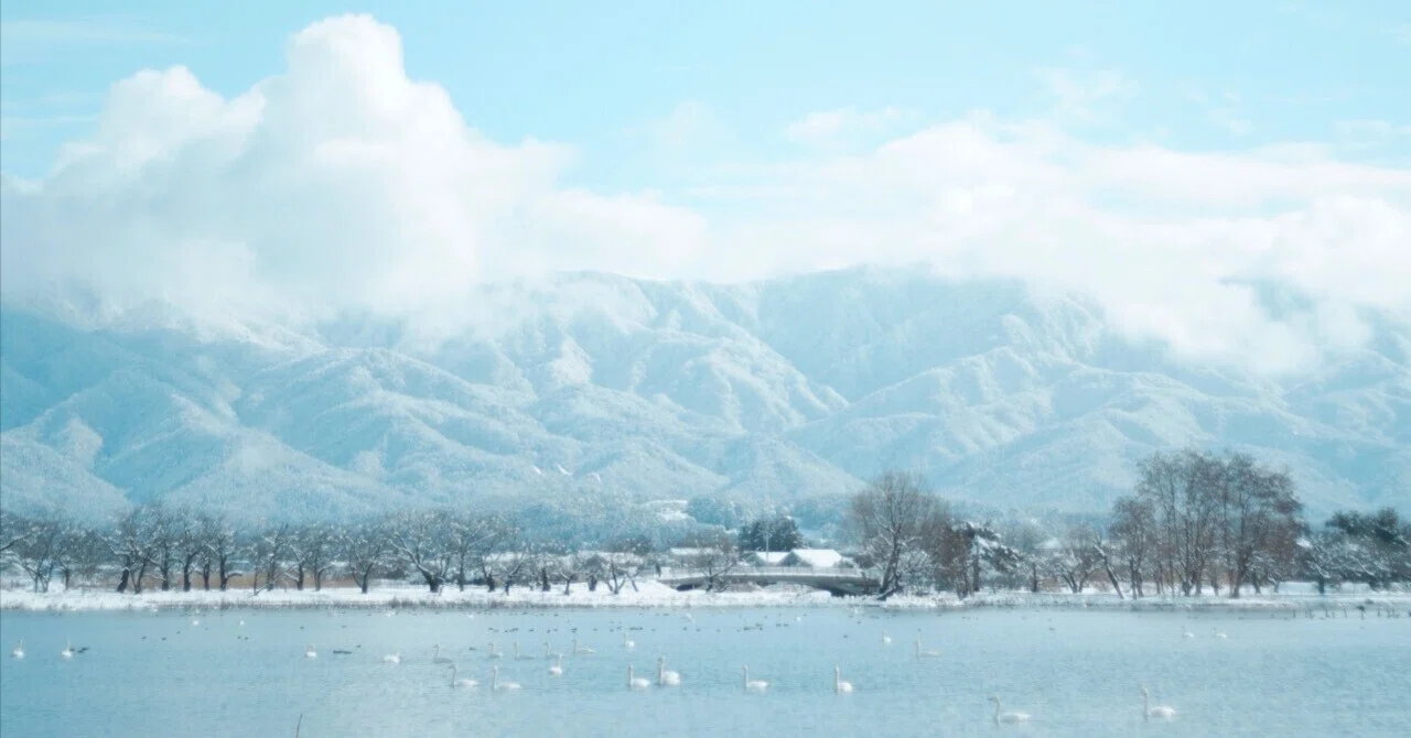𓂅白鳥さんのすみか𓂅新潟 瓢湖𓂅 SIGMA fp｜日々を愛でて