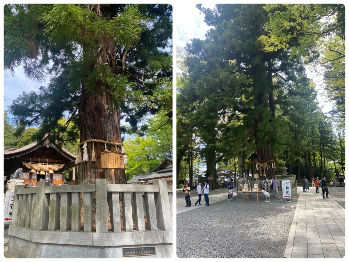 諏訪大社下社秋宮 寝入りの杉