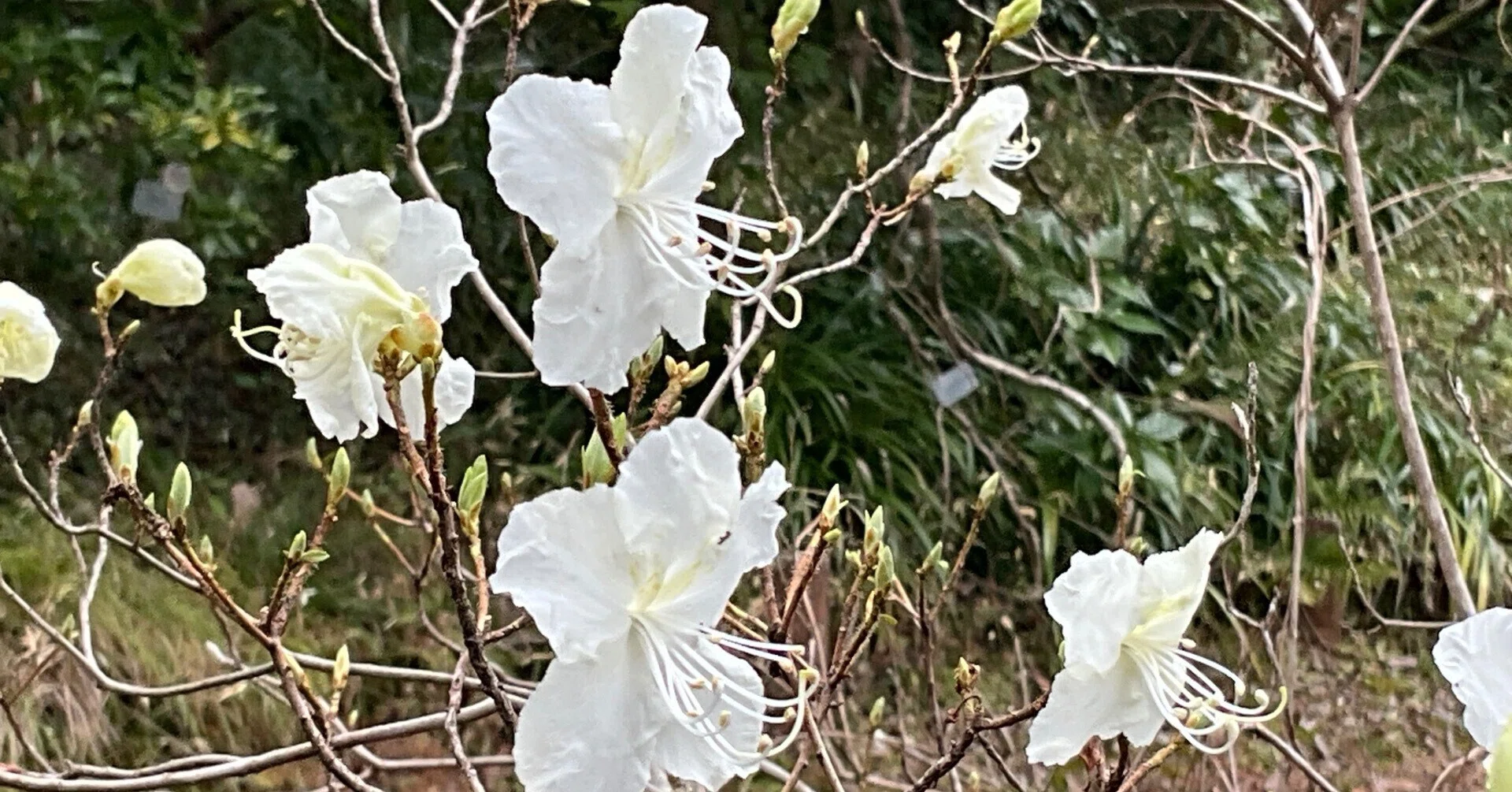 シロバナゲンカイツツジ（京都府立植物園）：2026年3月4日（水）｜藤井