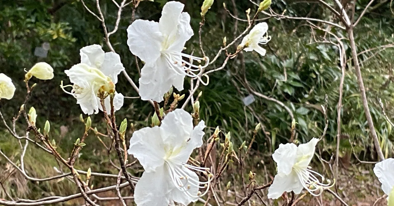 シロバナゲンカイツツジ（京都府立植物園）：2026年3月4日（水）｜藤井
