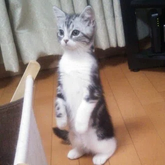 kanogo