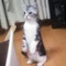 kanogo
