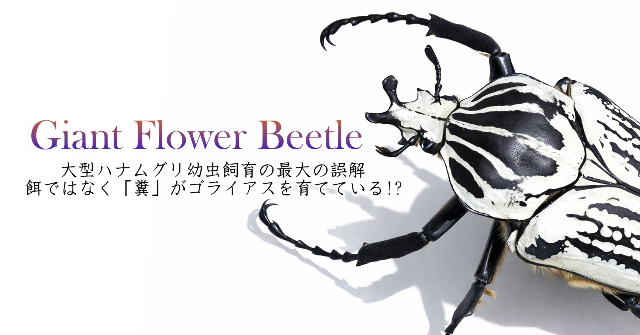 ゴライアスハナムグリ 大型 メレアグリス 黒化型ペア 標本 ゴライアス