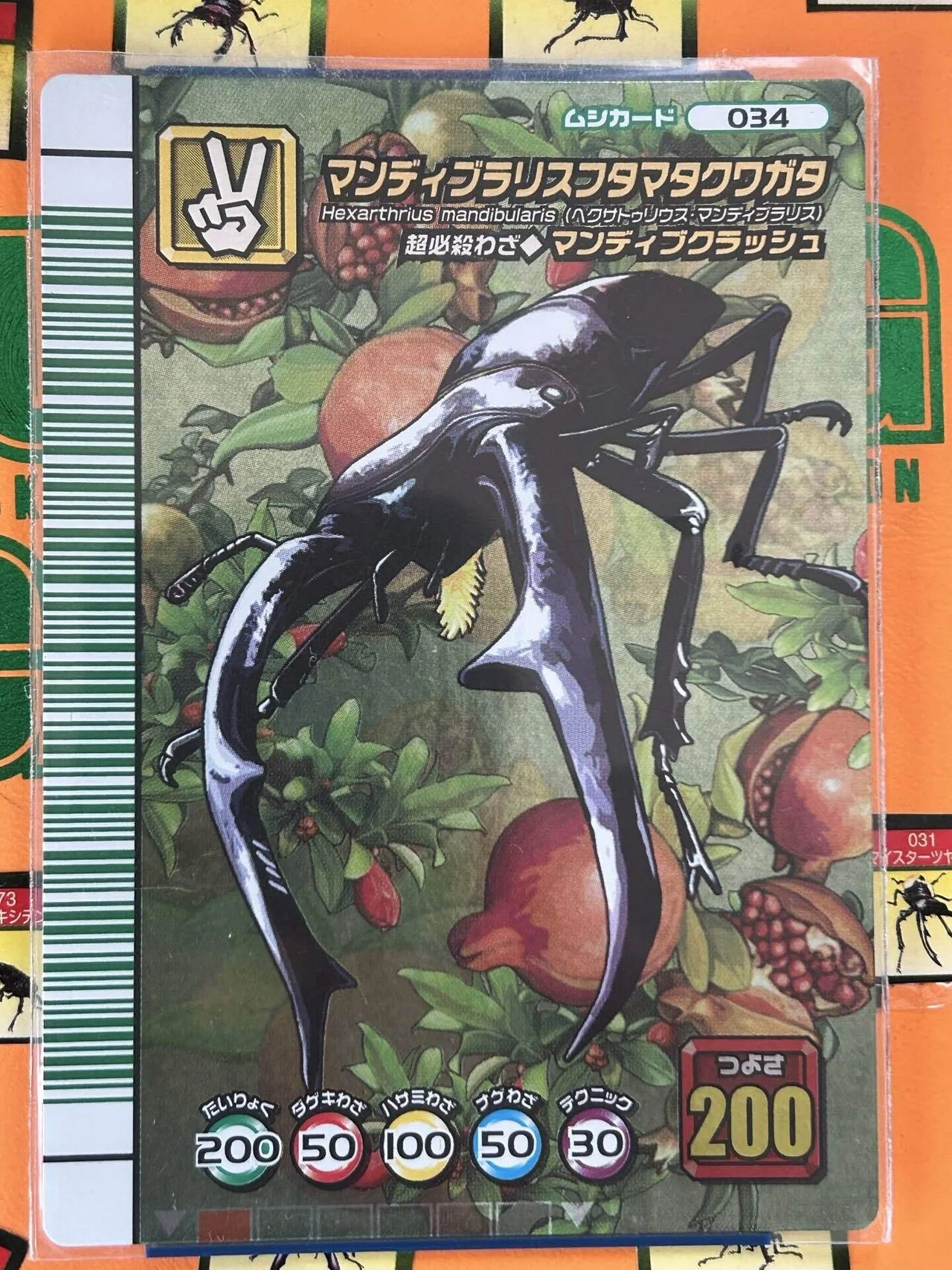 昆虫]マンディブラリスフタマタクワガタ｜オキシドール