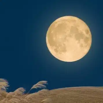 てんてん丸