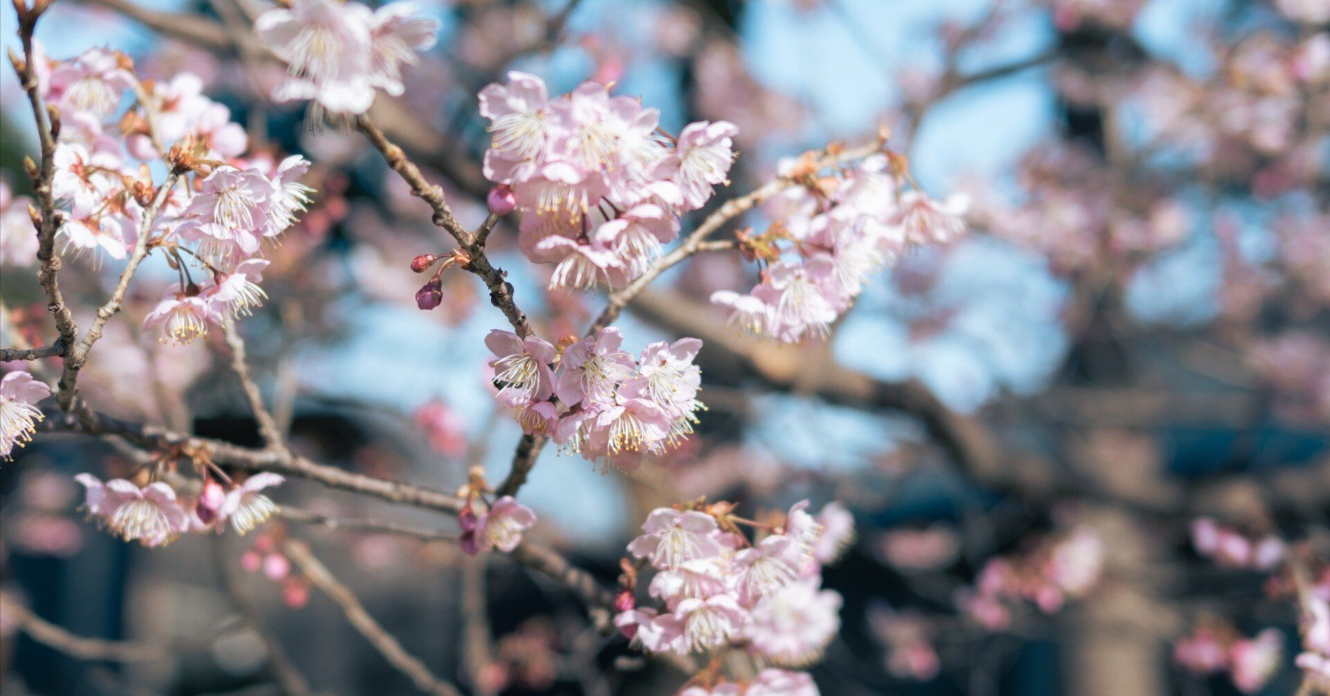 新宿御苑で早咲きの桜を撮る【Zfc】｜振替休日｜Keigo K.