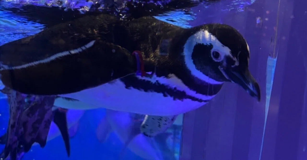 衝動的に水族館行った日の日記。｜タコライス定食
