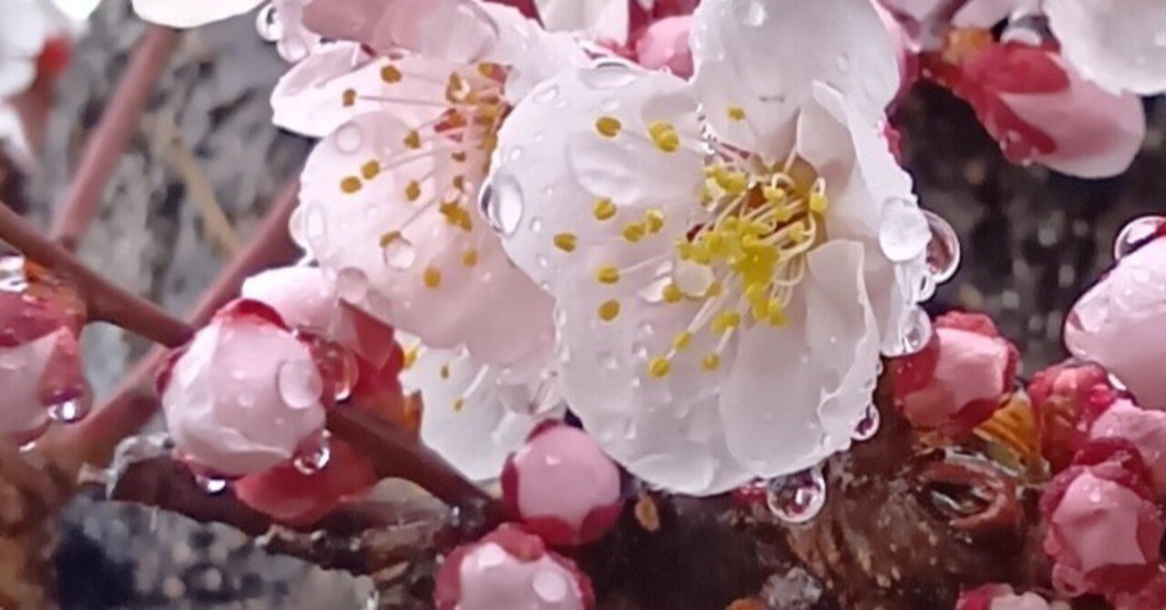 雨に唄えば｜haruka