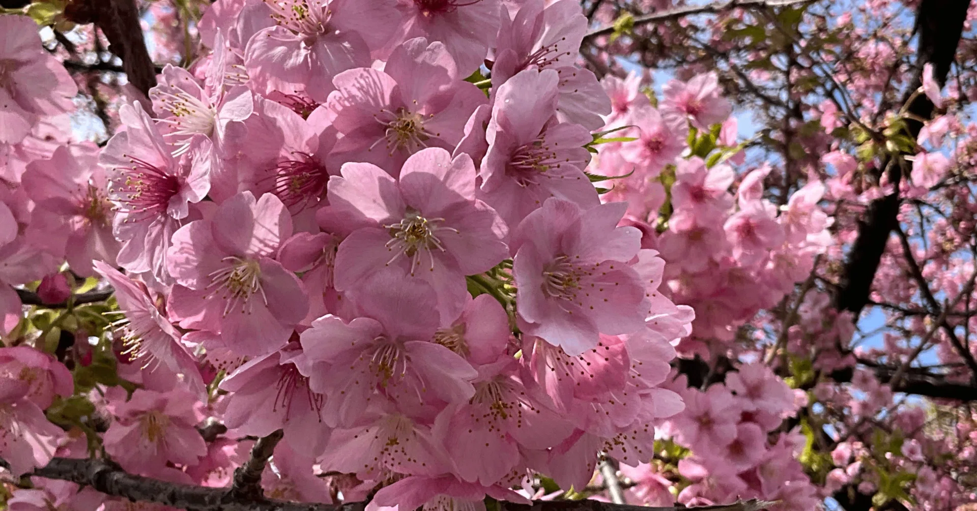 桜咲 一橋50年 Amazon.co.jp: 一橋大学 数学入試問題50年: 昭和43年