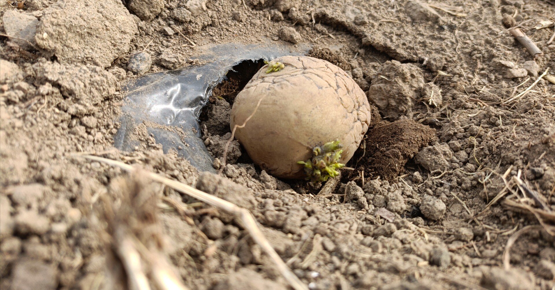 農園 にじみ7・じゃがいも植え2回目｜にじみ