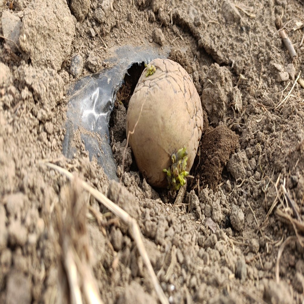 農園 にじみ7・じゃがいも植え2回目｜にじみ