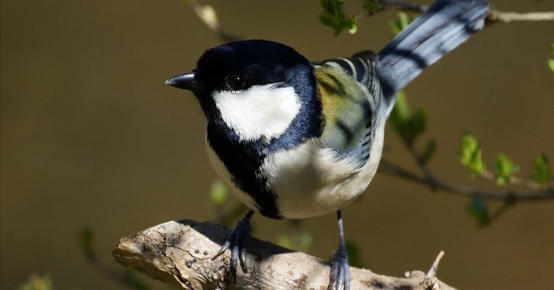 舞岡 公園 野鳥